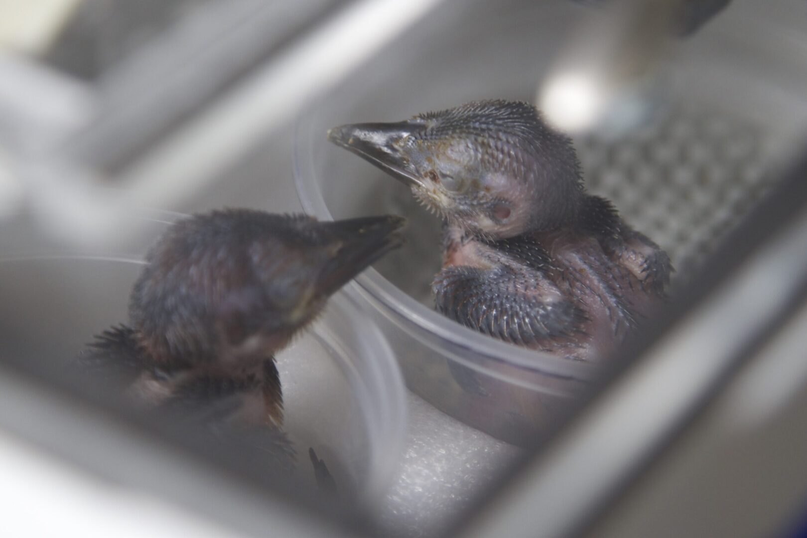 National Aviary_Guam Kingfisher (Sihek) Chick Transfer_2024_Photo Credit_ Britta Moletz (1) (1)
